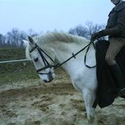 Anden særlig race Sheik