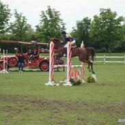 Welsh Pony af Cob-type (sec C) Verdi (solgt)