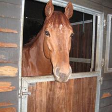 Fuldblod (XX) action time (Flyttet)