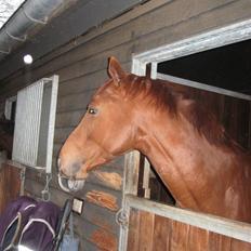 Fuldblod (XX) action time (Flyttet)