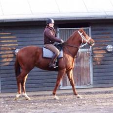 Fuldblod (XX) action time (Flyttet)