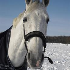 Anden særlig race Star Light Silver - Solgt