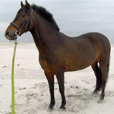 New Forest Pan (Panse Mandse)