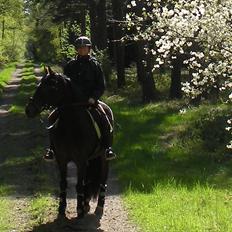 New Forest Pan (Panse Mandse)