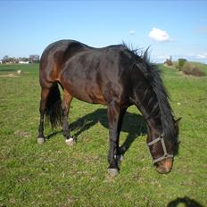 New Forest Pan (Panse Mandse)