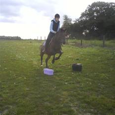 New Forest Lajka :') Elsket og savnet af rigtig mange :'i <3