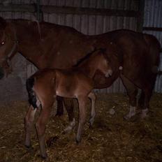 Anden særlig race minka