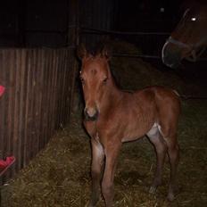 Anden særlig race minka