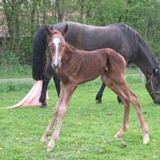 New Forest     Brentebjergs Zidane<3