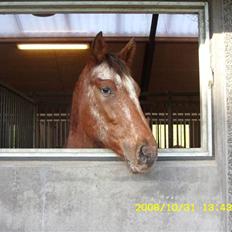 Appaloosa Gina Felina