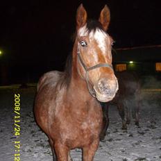 Appaloosa Gina Felina