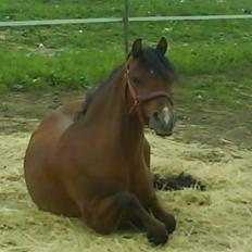 Welsh Pony (sec B) Naop Jack