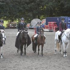 Welsh Pony (sec B) Naop Jack