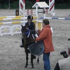 Welsh Pony (sec B) Naop Jack