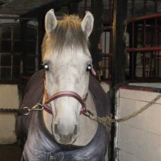 Anden særlig race Silver Shy <3. Solgt