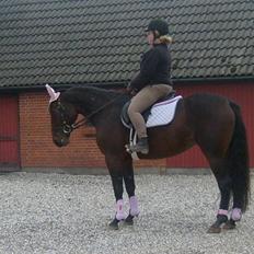 Anden særlig race Sahara