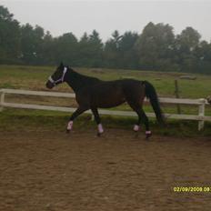 Anden særlig race Sahara