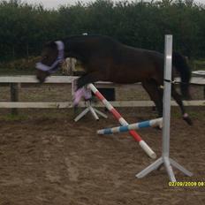 Anden særlig race Sahara