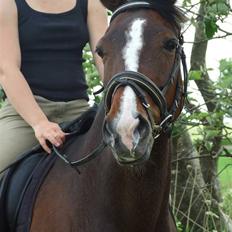 Hollandsk Sportspony O'mienaisha (†09) 10/4-09