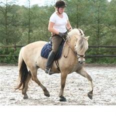 Fjordhest Borken Fra Skårhaug*solgt*