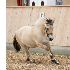 Fjordhest Mosegårdens Bine