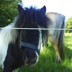 Anden særlig race Lasse * solgt *