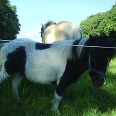 Anden særlig race Lasse * solgt *