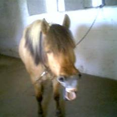 Anden særlig race Stella **SOLGT**