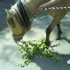 Anden særlig race Stella **SOLGT**