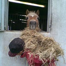 Haflinger Charming Cilla