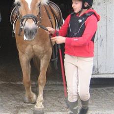 Haflinger Charming Cilla