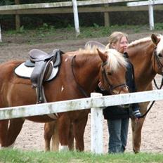 Haflinger Charming Cilla