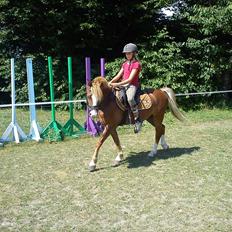 Welsh Pony af Cob-type (sec C) fladsaas Infernal Solgt:(