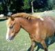 Welsh Pony af Cob-type (sec C) fladsaas Infernal Solgt:(