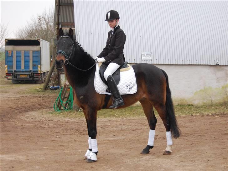 New Forest Prins Albert - Smuk, smukkere og smukkest<33 foto: Ida<33 billede 20