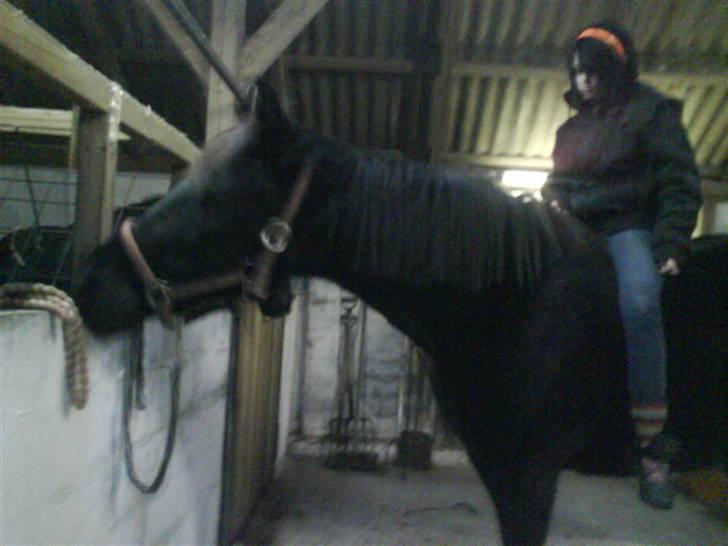 Traver Safir - Pernille og Safir<3 d. 3/1-09<3 billede 4