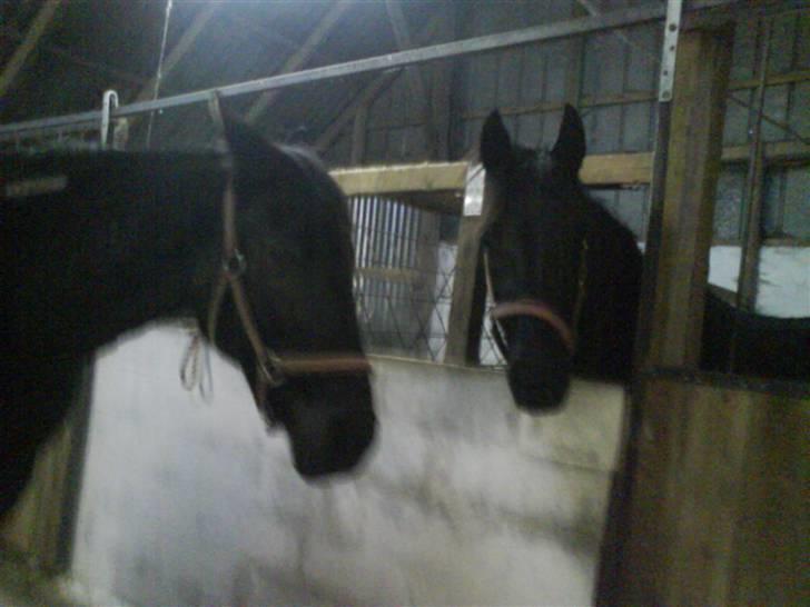 Traver Safir - Safir med ørene tilbage og Kia, hendes føl, med ørene fremme:D billede 5