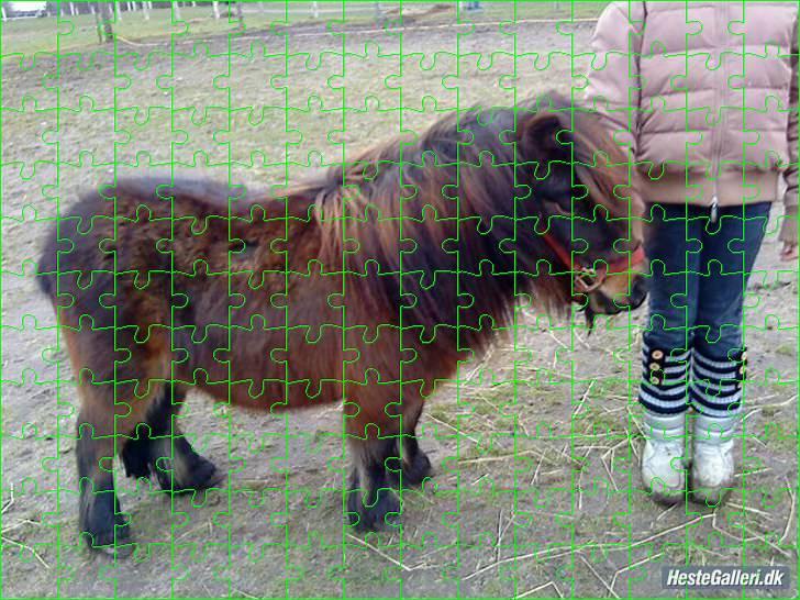 Shetlænder Felix (solt): ( billede 10