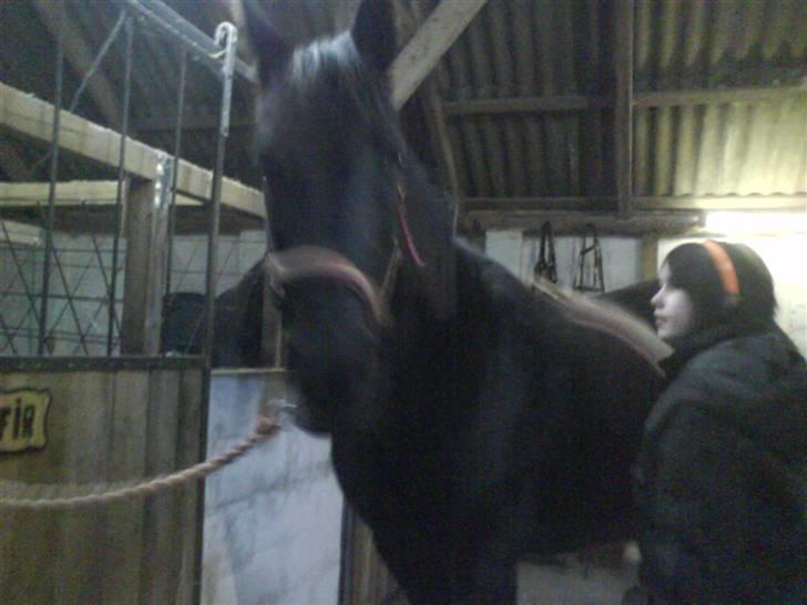 Traver Safir - Pernille der er igang med at strigle Safir<3 billede 6