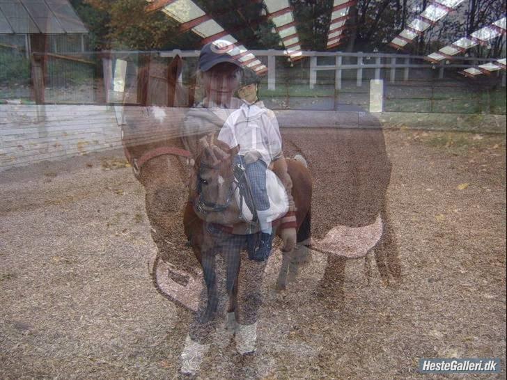 Anden særlig race Freja (rider) - ej jeg kan stå to steder på en gang det vite jeg ikke jeg kan trylle billede 14