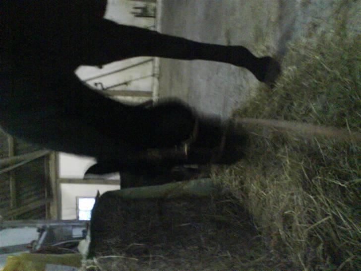 Traver Safir - Safir der lige bliver forkælet, og for lov at spise wrap af ballen! =) billede 8