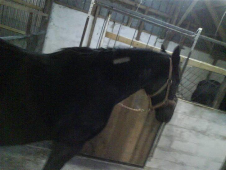 Traver Safir - Safir der står og stener! billede 9