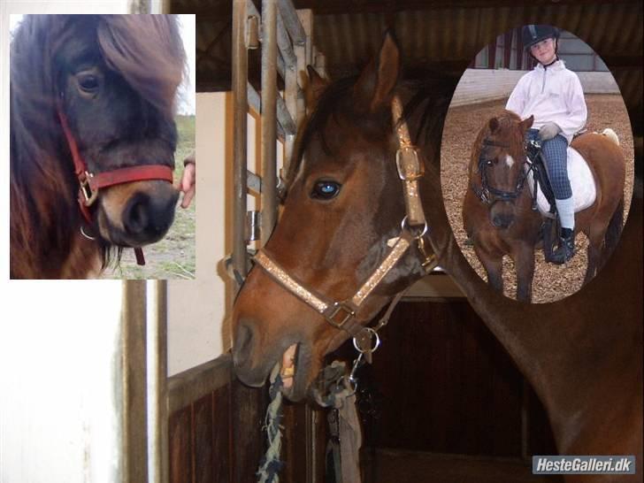 Anden særlig race Freja (rider) - ej se mine vener de er de bedste de hedder garcon og felix de er bare søde billede 16