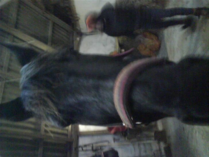 Traver Safir - Safir der er på vej hen for at æde min mobil? Hihi<3 billede 10