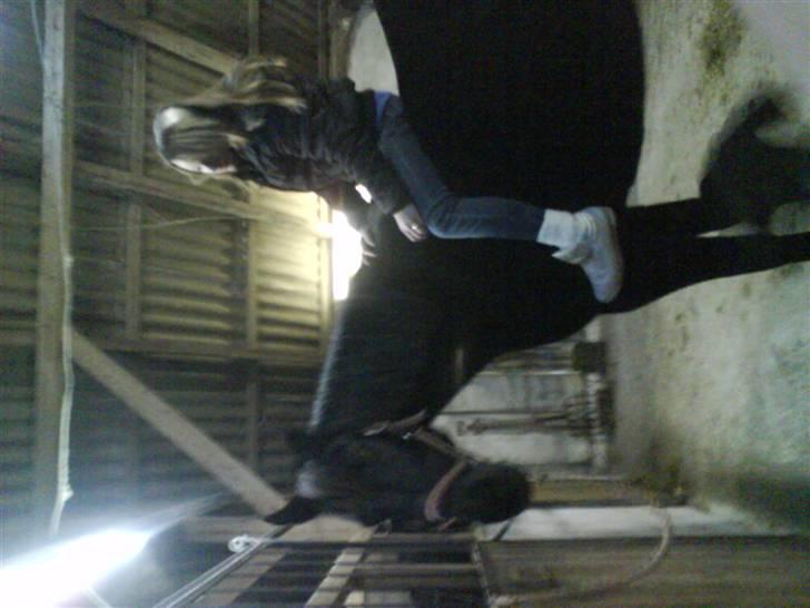 Traver Safir - Her sidder jeg så, på Safir... Fotograf: pernille B billede 11