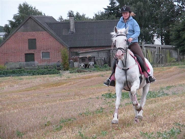 Knabstrupper Coco's J'aime La Vie MIN - Stupmarke<333 billede 9