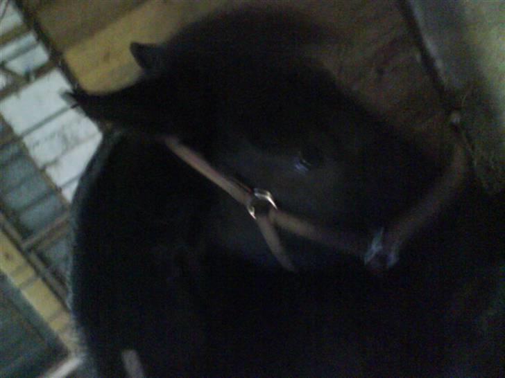 Traver Safir - Her står Safir og kæmper for en gulerod, hun fik den, og havde også fortjent den! <3 billede 12