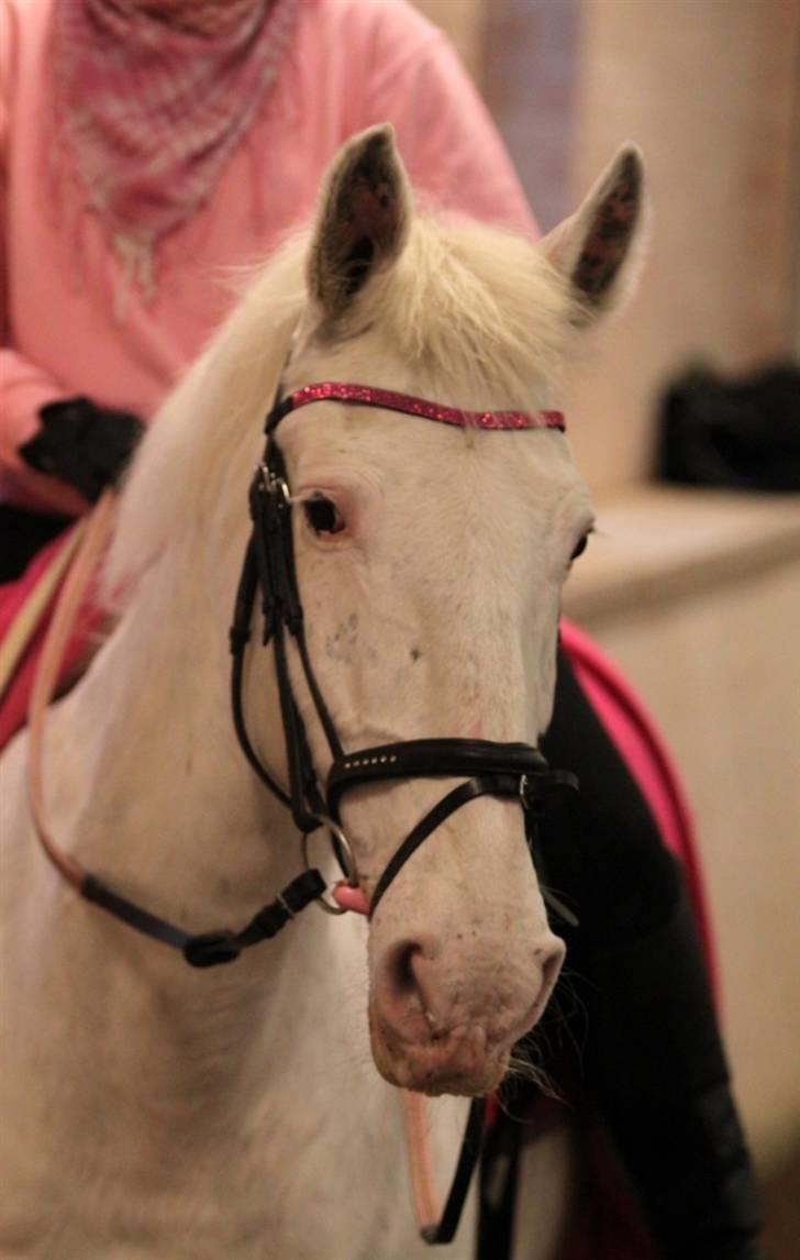 Knabstrupper Coco's J'aime La Vie MIN - Min lyserøde mulle<333 billede 10