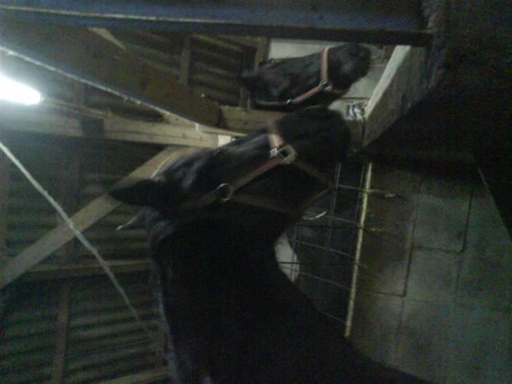 Traver Safir - Her står hun bare og kigger ind i sin boks ´Altså, lige om lidt hopper jeg over, der ligger jo en gulerog:D´ billede 13