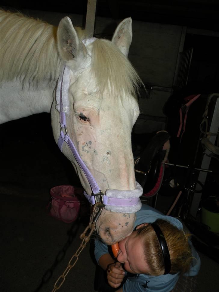 Knabstrupper Coco's J'aime La Vie MIN - Wow, det liner ikke dig Coco..!  billede 11